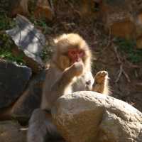 Snow monkey cutness overload