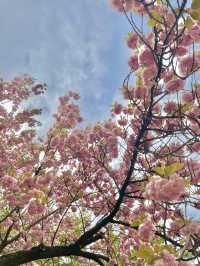이국적인 겹벚꽃 명소, 경희대학교🌸