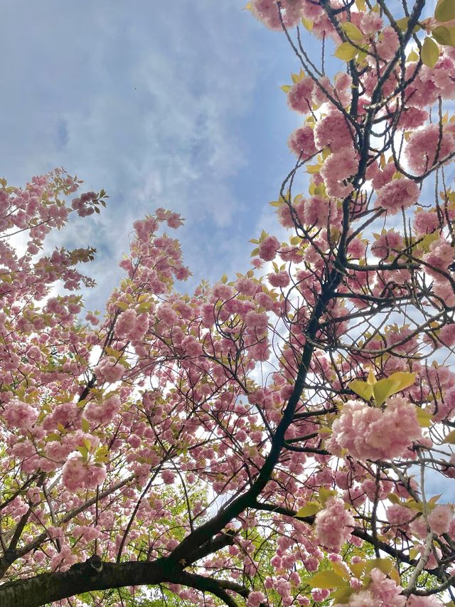 이국적인 겹벚꽃 명소, 경희대학교🌸