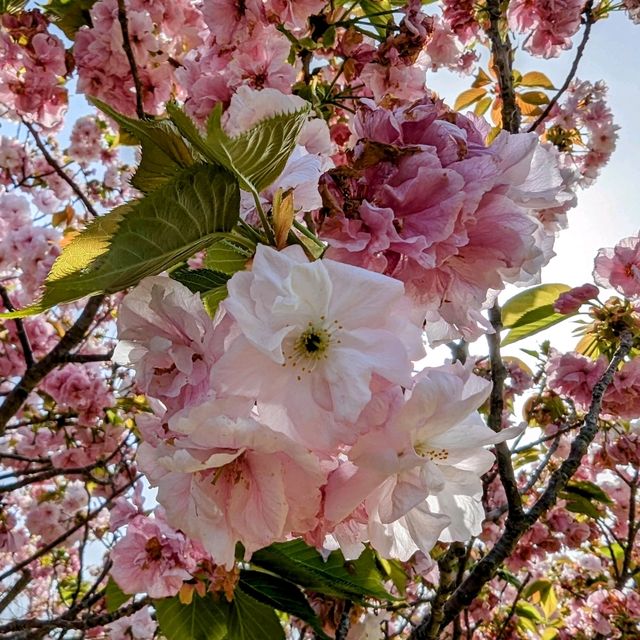 Spring Unveiled: Nokonoshima Island Park Wonders