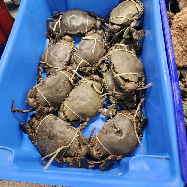 An hour at Sydney Fish Market