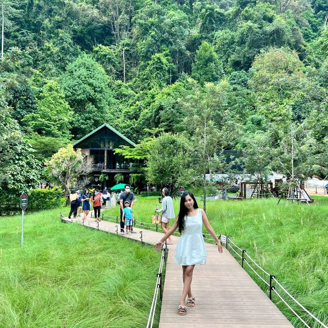 Into the Forest Krabi