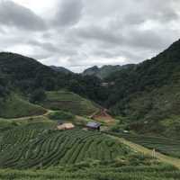 เที่ยวดอยอ่างขาง จ.เชียงใหม่ 🌿