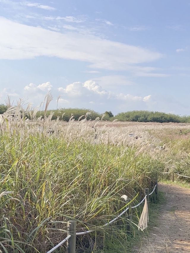 2023 하늘공원 억새축제 200% 제대로 즐기기 🌾