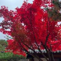 숲 속 산책하기 좋은 서울 근교 핫플🍁