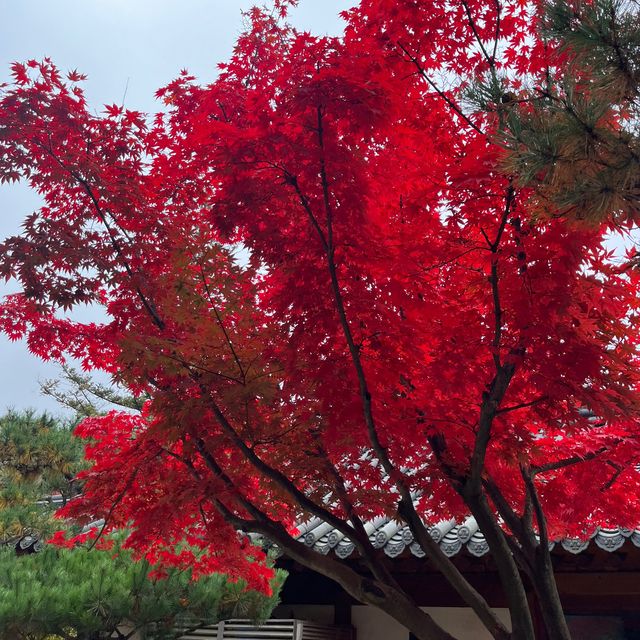 숲 속 산책하기 좋은 서울 근교 핫플🍁