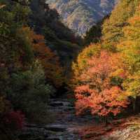 Beautiful Autumn View Of Naejangsan Park