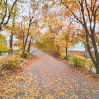 🇯🇵 𝑲𝒂𝒓𝒖𝒊𝒛𝒂𝒘𝒂 𝒊𝒏 𝑨𝒖𝒕𝒖𝒎𝒏 🍂 