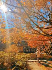 🍁福岡｜Nomiyama Kannonji Temple 呑山観音寺