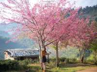 หนาวนี้...ไร่ชา 2000 ดอยอ่างขาง