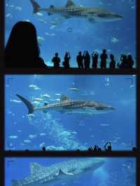 沖繩必到景點🐋美麗海水族館