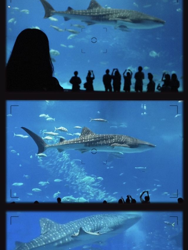 沖繩必到景點🐋美麗海水族館