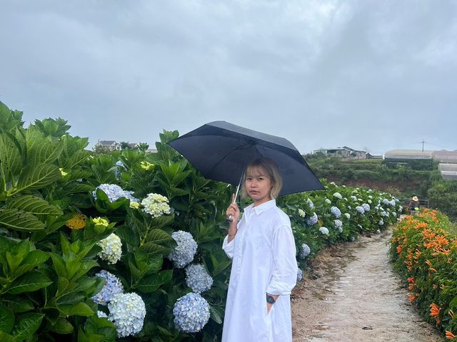 Hydrangea Garden  | DàLat Veitnam 🇻🇳