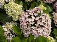 香港賞花 | 維園花展 | 主題花繡球花篇