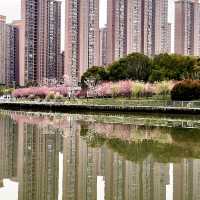 【上海・蘇州河畔】桜を見ながら散歩はいかが