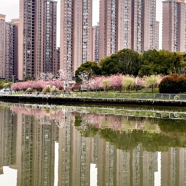 【上海・蘇州河畔】桜を見ながら散歩はいかが
