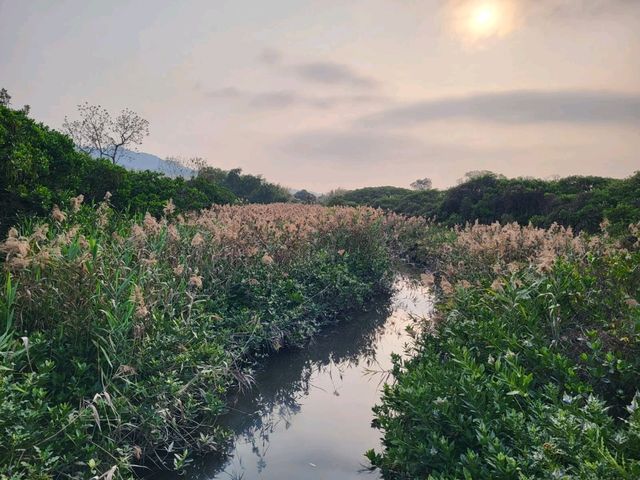 日落景色美麗的流浮山泥灘