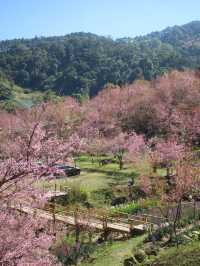 สะพานซากุระ ขุนวาง เชียงใหม่🏕️🗻🌸