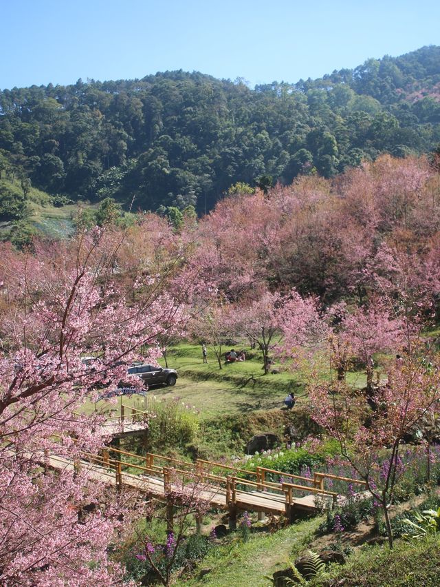 สะพานซากุระ ขุนวาง เชียงใหม่🏕️🗻🌸
