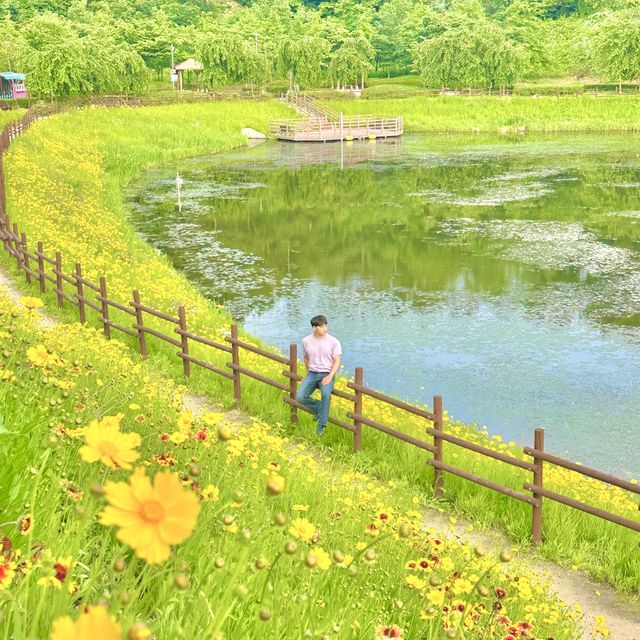 금계국이 황금빛 물결을 이루는 함안 악양생태공원