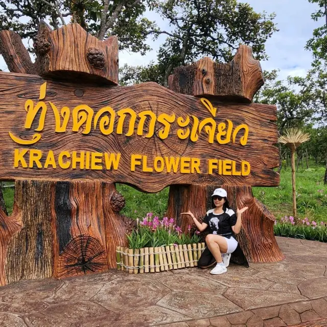 ทุ่งดอกกนะเจียว ที่อุทยานป่าหินงาม