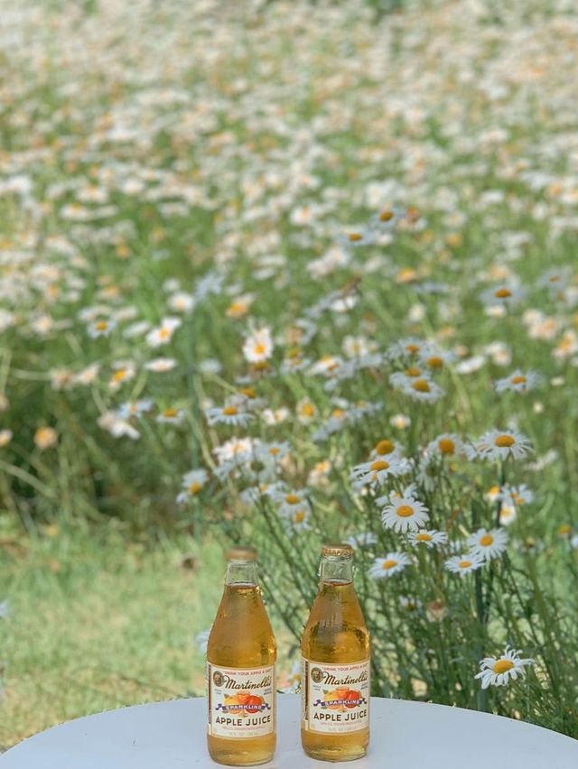 도심 속 데이지 가득한 숲속🌼🍃🤍