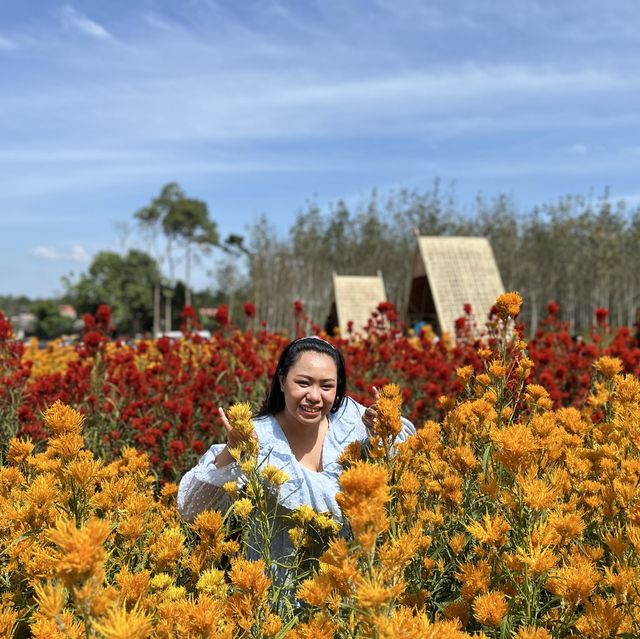 สวนดอกไม้ ไร่คุณอารียา @ กระบี่ 
