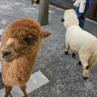 Capybara and alpacas at Taiwan Yilan farm