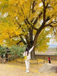 경남 가을 명소, 밀양 금시당 백곡재 은행나무 