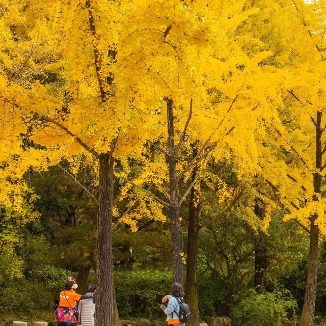 Beautiful Autumn View of Korean folk Village 