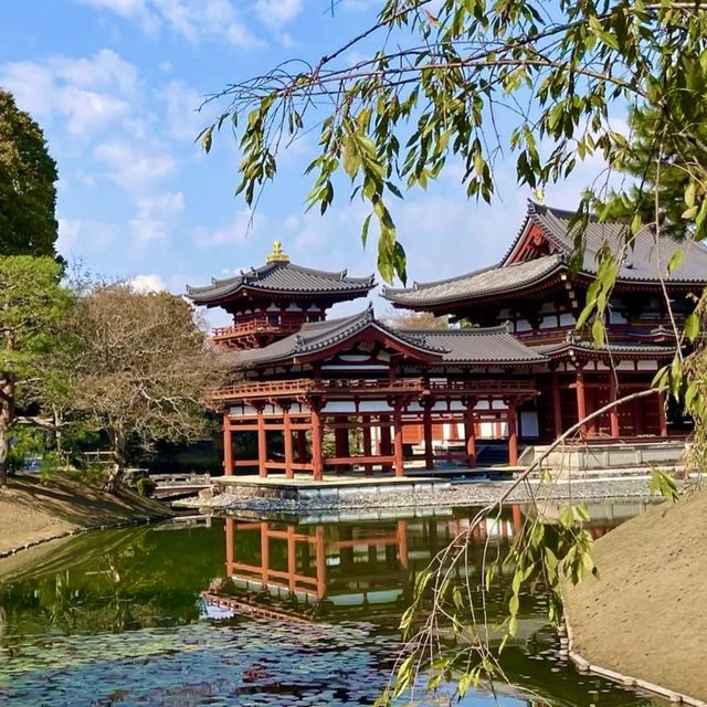 🌱 교토 녹차마을 우지의 유네스크 유산 불교사찰, 뵤도인 🍵