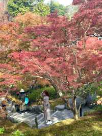 🇯🇵京都紅葉🍁東福寺🍁超美😍