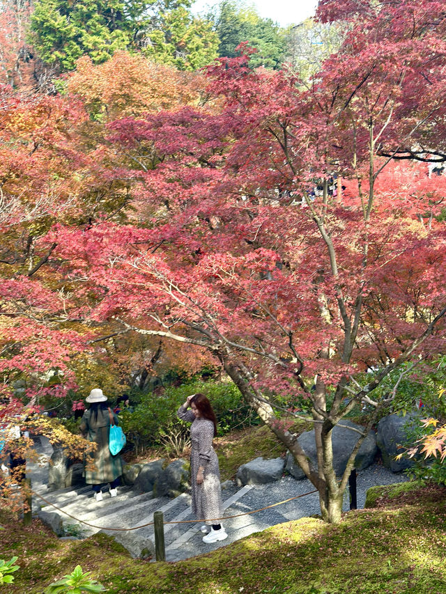 🇯🇵京都紅葉🍁東福寺🍁超美😍
