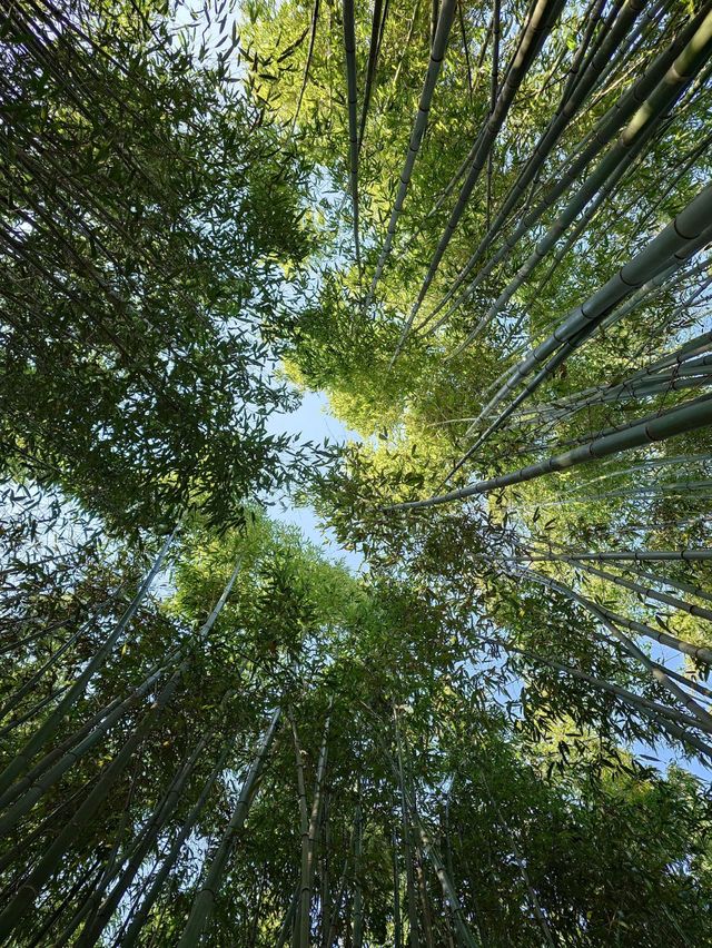 「京都竹之徑」：八種竹籬笆，適合日韓市區遊覽