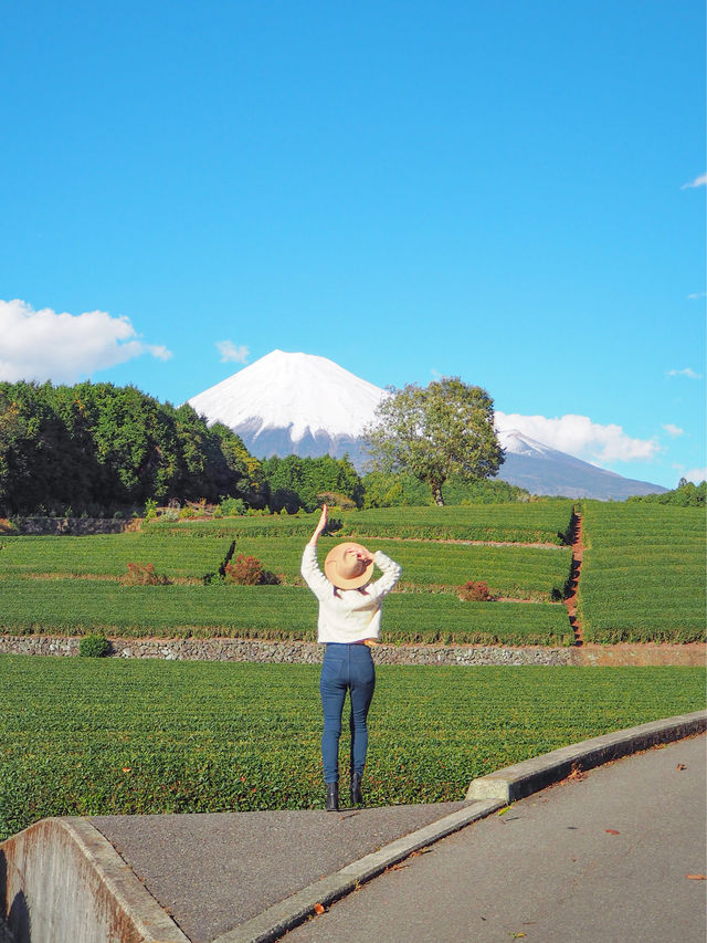 【静岡】茶畑も桜エビも堪能しちゃおう旅🏔️🌸🦐