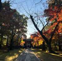 ฤดูกาลใบไม้เปลี่ยนสี🍁