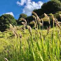 Mahinepua Magic: Nature's Symphony Beckons