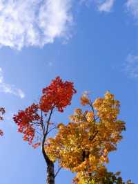 日本賞楓，藍天襯楓紅令人著迷
