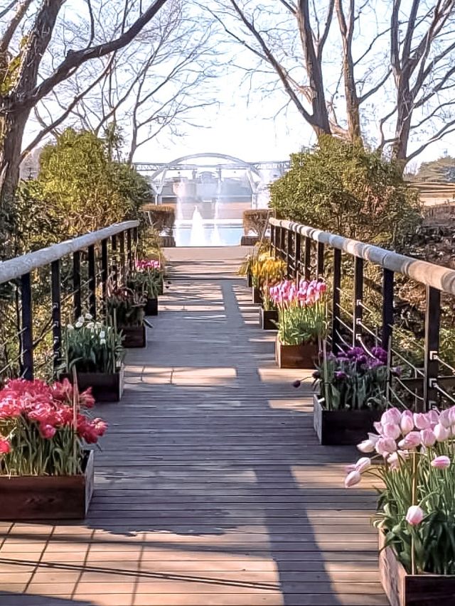 日本必打卡粉蝶花花海進國營常陸海濱公園🌿 