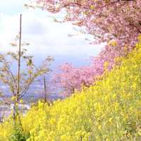 富士山×桜が絶景！神奈川のおすすめ桜スポット