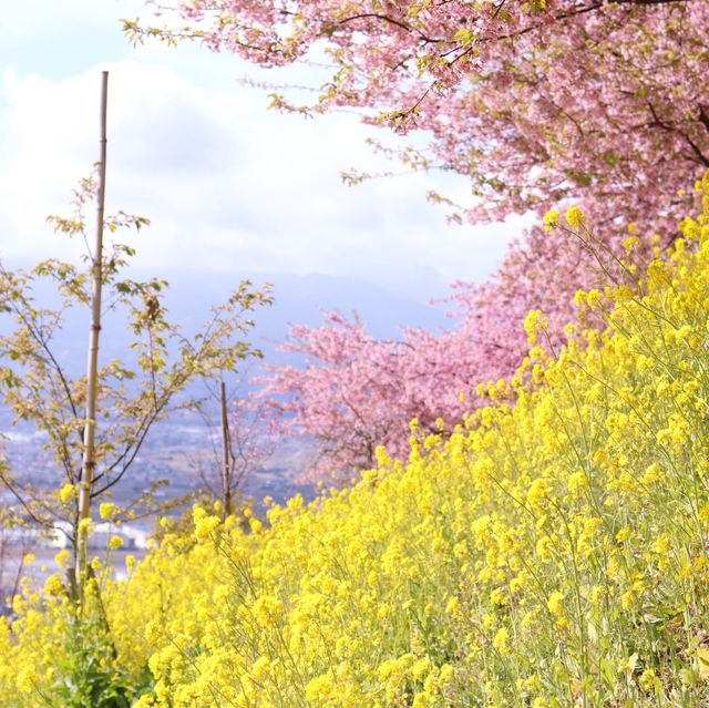 富士山×桜が絶景！神奈川のおすすめ桜スポット