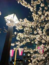【東京】人気桜スポット🌸目黒川にかかるソメイヨシノトンネル