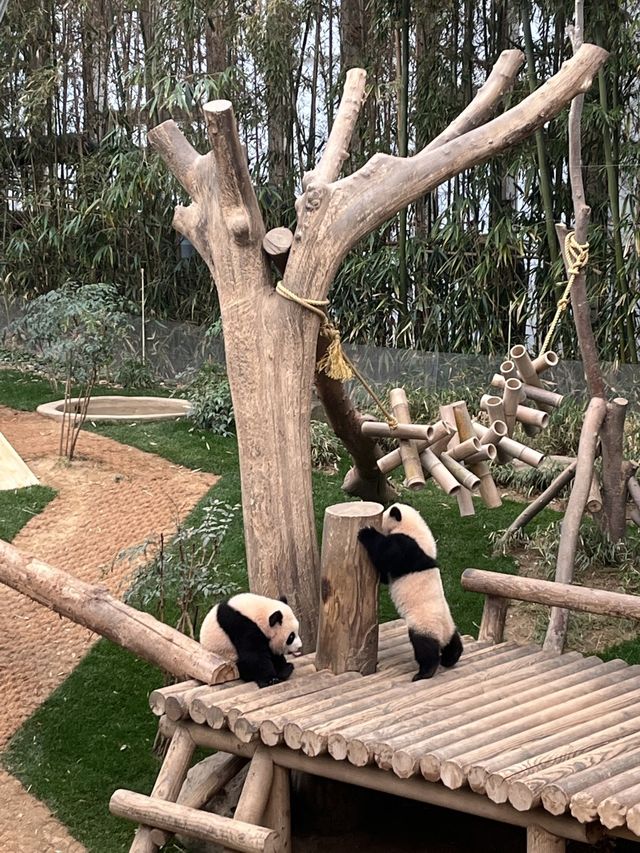 귀여운 판다🐼가 가득있는 용인 에버랜드에서 추억 잔뜩🎡