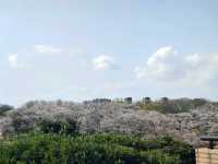 Negishi Forest Park