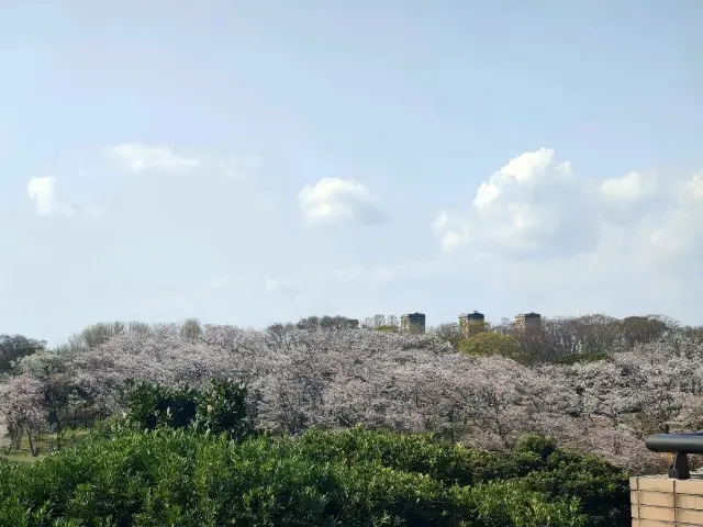 根岸森林公園。