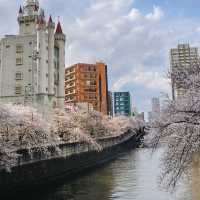 Most popular Cherry Blossom in Tokyo 