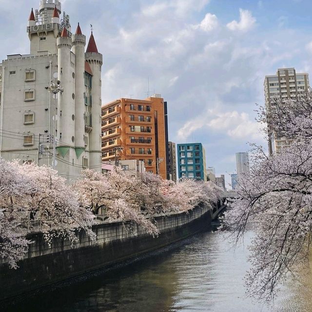 Most popular Cherry Blossom in Tokyo 