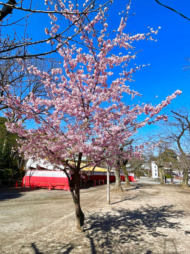 【喜多院/埼玉県】徳川家ゆかりの寺院で少し早い桜詣
