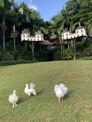 在雅加達喧囂之外享受寧靜的早晨