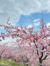 【群馬】超穴場!!絶景の桜並木が見れる!!春のおでかけスポット🌸